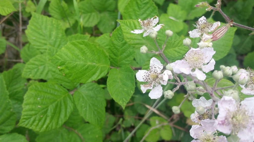 Rovo?  S�, Rubus sp.